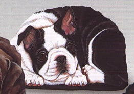 Boston Terrier Pupper-Weight (183)